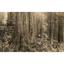 Load image into Gallery viewer, Vintage Art Prints
